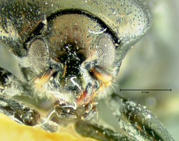 Media type: image;   Entomology 33865 Aspect: head frontal view